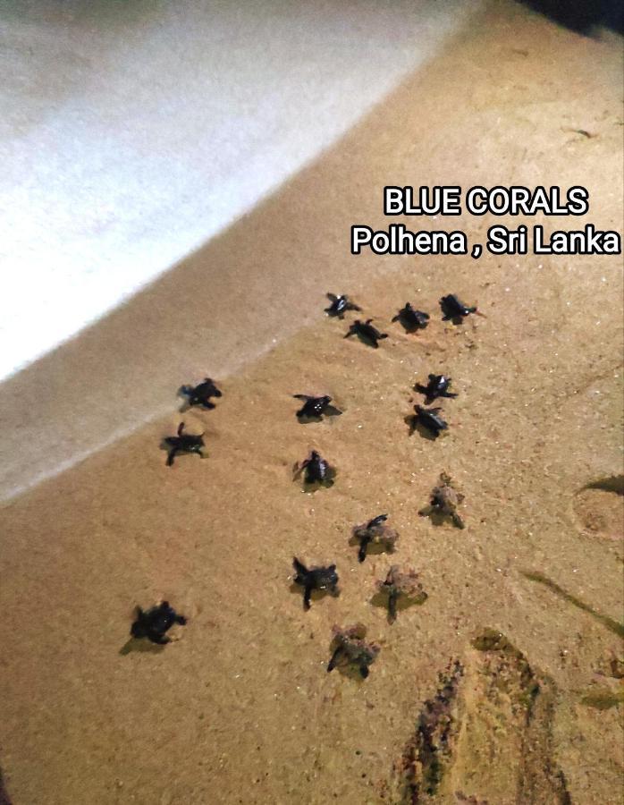 Blue Corals Beach Bungalow Матара Екстериор снимка